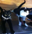 Keep It Usable Cats